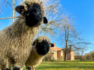 Sparrows Nest - Uk50109 -  - 1