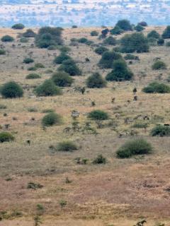 Lulus homes - Nairobi - 5