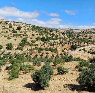 الاردن عجلون صخره - 1