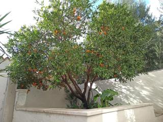 Casa Vacanze AnnaLù IUN R5074 - 1