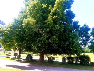 Fleischmannhof Do san ma dahoam - 6