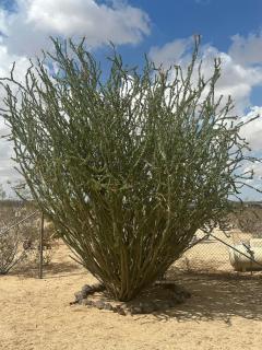 Serene Desert Home with Hot Tub - 9
