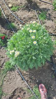 Pendo house-Tiny home-Kajiado - 5