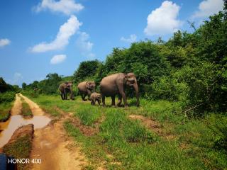 Induwara Safari Resort - 1