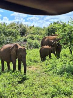 Villa Lanka Rose - Maggona - 8