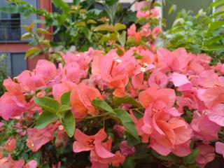 Très grand cocoon au centre-ville de Saint-Denis à l'Ile de La Reunion - Accueille jusqu'à 5 personnes - Avec un balcon et un patio - Au 3ème et dernier étage avec ascenseur - Sans vis à vis - 6