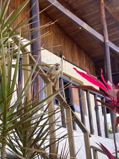 Iwa Zaru Seaview Studios Free Breakfast & Park Tour - 4