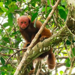 Red Uakari Jungle Lodge - 1