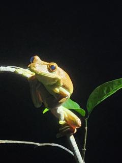 Red Uakari Jungle Lodge - 1