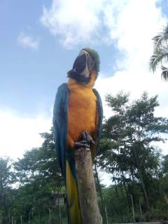 Red Uakari Jungle Lodge - 2