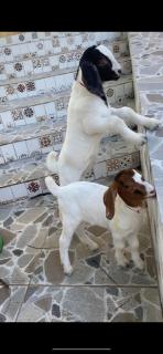 Hotel Pousada Vila da Natureza - 4