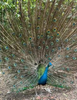 Hotel Pousada Vila da Natureza - 8