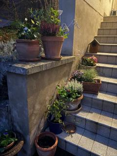 Les grands arbres - Obernai - 6