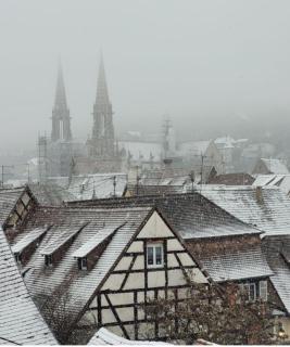 Les grands arbres - 7