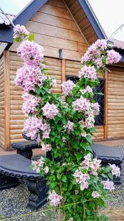 Cabaña Los Ángeles, Fortuna - 2