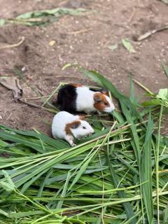 Khu nghỉ dưỡng sinh thái Apsara Sóc Trăng - 5