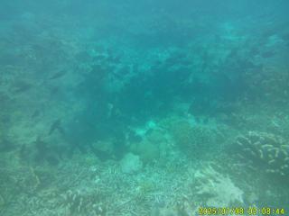 Mares Homestay-Raja Ampat - 1