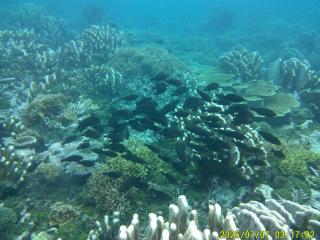 Mares Homestay-Raja Ampat - 5