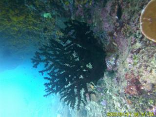 Mares Homestay-Raja Ampat - 6