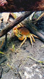 Pousada o Canto da Seriema - 0