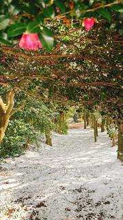 Garden in Jeju 201 - 4