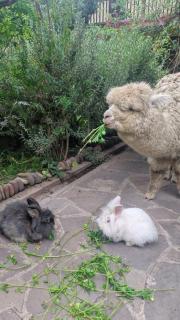 Hospedaje Chaska Pisac - 9