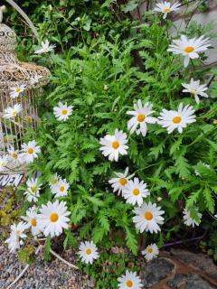 Cabañas maquen - Necochea - 8