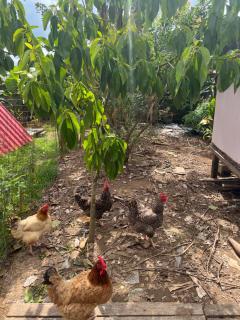 Refúgio Verde próximo à BR 101 - 1