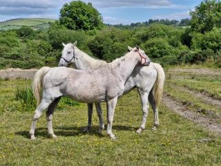 Georgian country house - 2