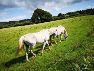 Georgian country house - 1