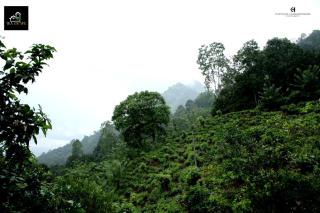 Tea Escape Holiday Villa and Cabanas - 5