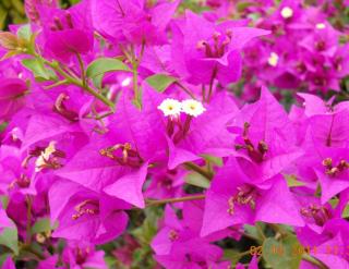 WSuites - Big Terrace with Beautiful Marina View - 5