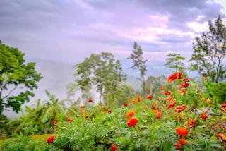 The Colonial Crest - 1