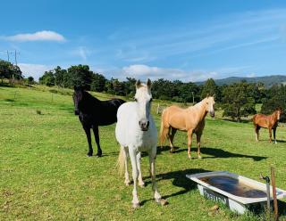 Coastal Country Escape at Hillside House - 5