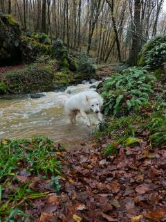Gîte du Rossignol à 5 minutes du Château de la Citardière et à 14 minutes du Château de Bourneau - 9