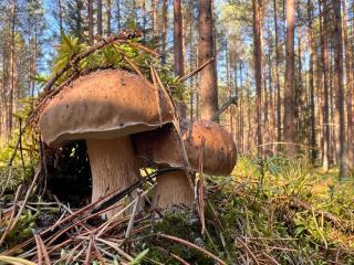 wschód nad polaną 17 - Dobrzyń - 4