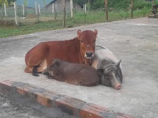 The Real Farm - Nguyen Shack - 2