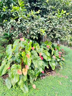 Finca La Carmelita Casa Campestre con Piscina y entre Montañas a sólo minutos de Santa Rosa de Cabal - 8