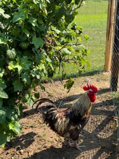 Gospodarstwo Agroturystyczne nad jeziorem MM Piotrowscy - 2