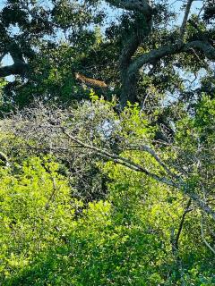 Dedunu Resort & Yala Safari - 7