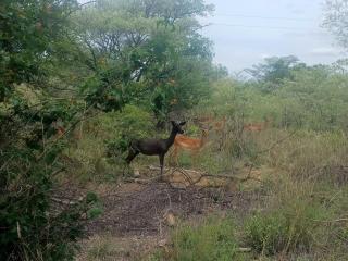 Fikani game lodge - 7
