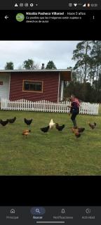 Cabaña callejón la isla,ruta 215 - 5