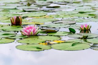 Modernes Chalet mitten im Grünen mit eigener Terrasse am Wasser Nr 67 - 2