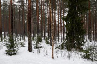 Nordic Flow Apartment - 1