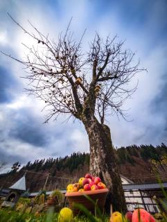 Casa tradițională bucovineana - 9