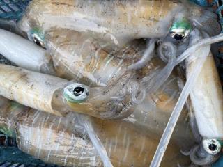 Kaneng Homestaykohpu - 1