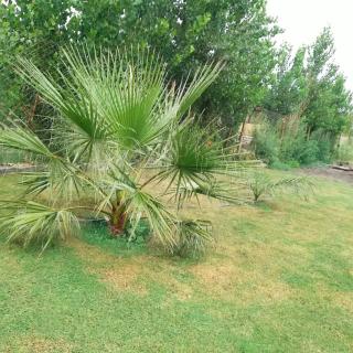 Plumas verde, casa campo - 1