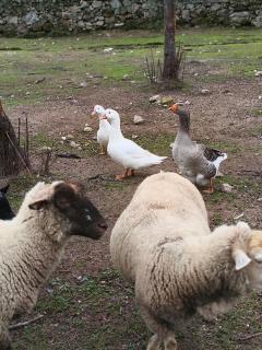 Tapada das Carvalhas - 7