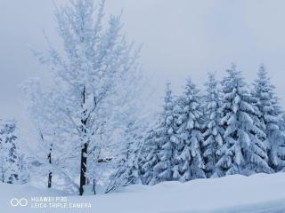 silent green Oberhof - 1