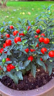 B&B Villa Gradenigo - 6